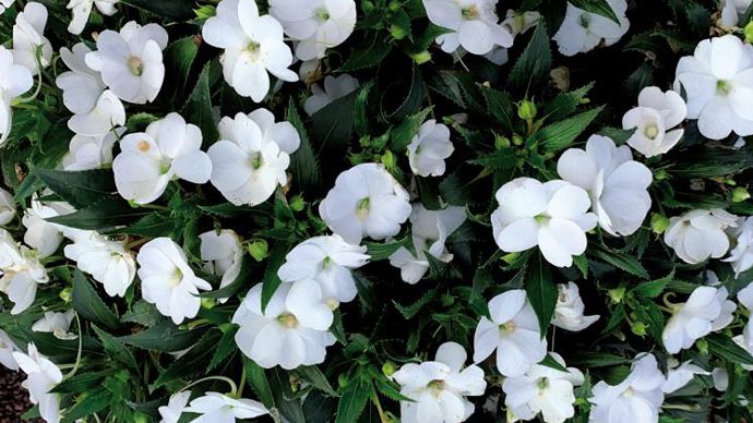 Impatiens SunPatiens® Patio White ©P.Fayolle